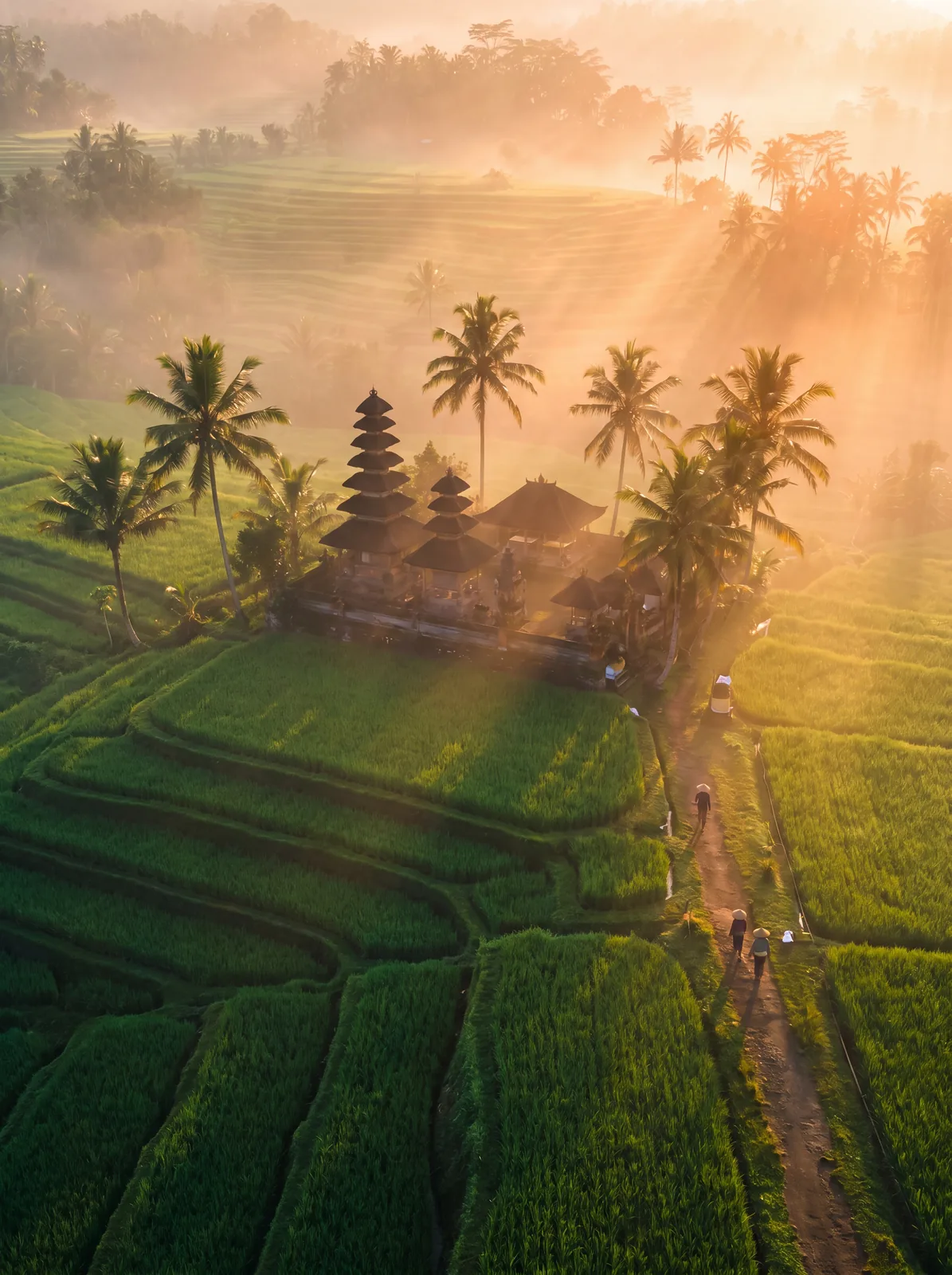 Rizières en terrasses au lever du jour, Bali