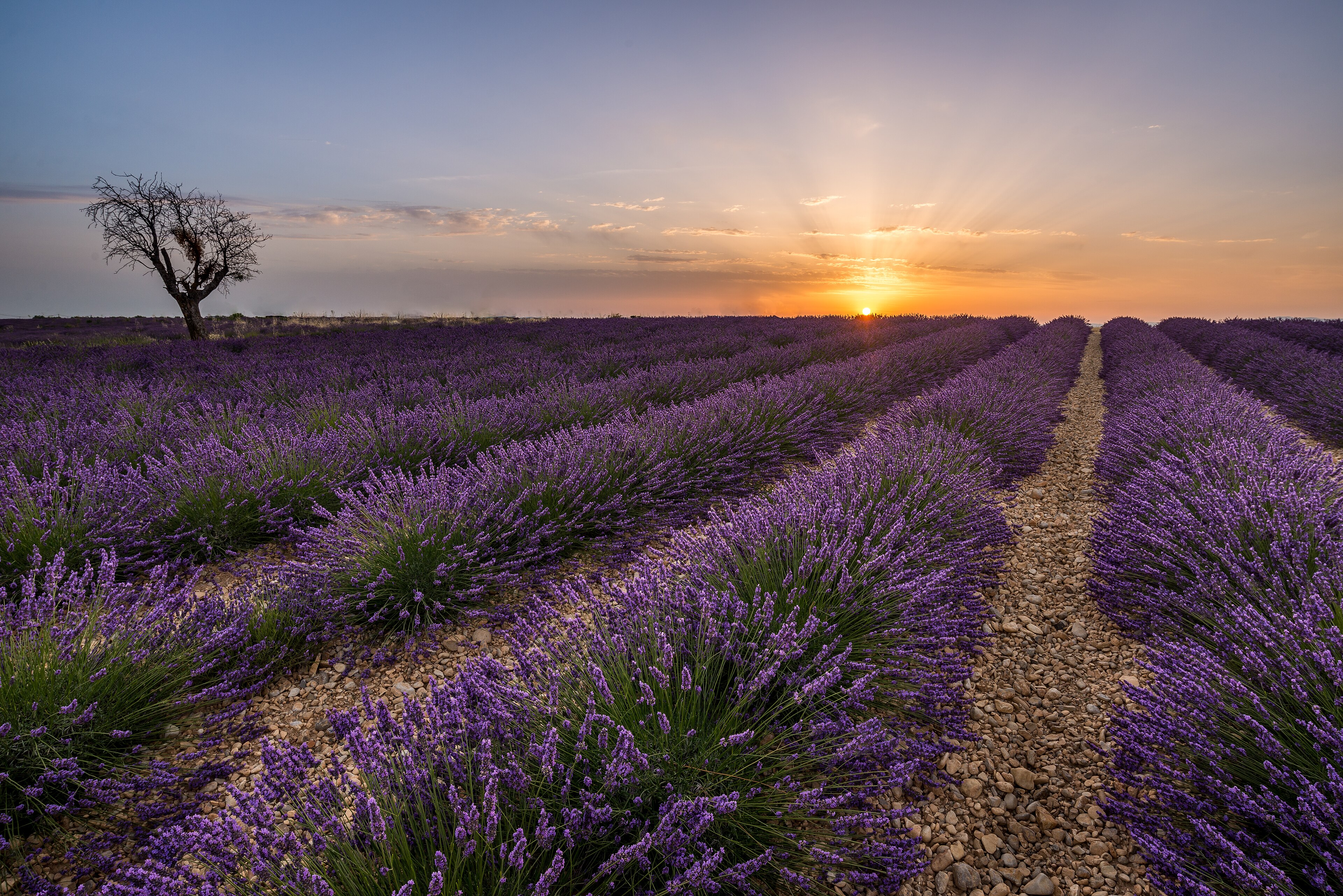 Provence